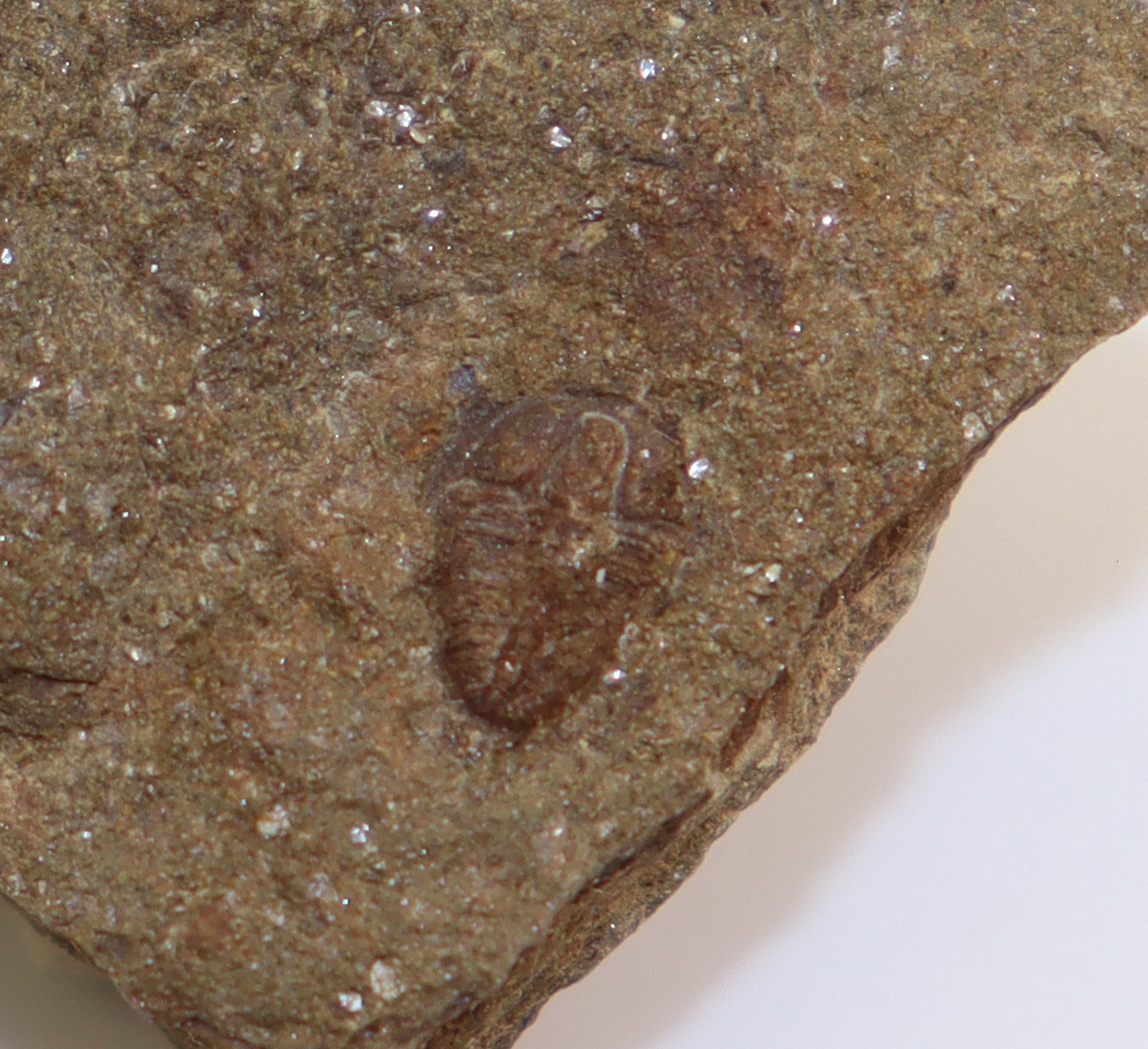 Ptychoparia dubinka (KORDULE) – Bild 3