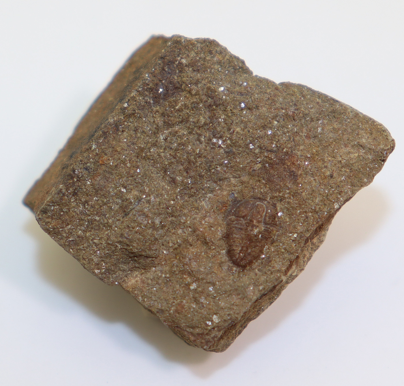 Ptychoparia dubinka (KORDULE) – Bild 4