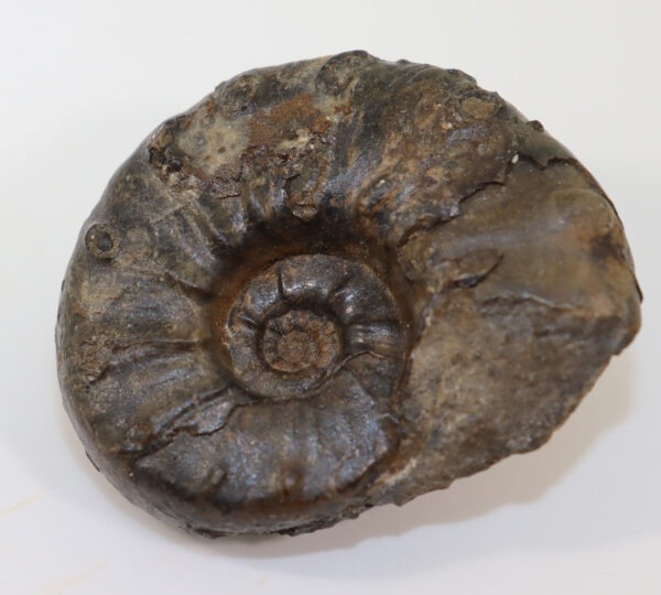 Tirolites rossicus (KAPARISOVA) – Bild 6