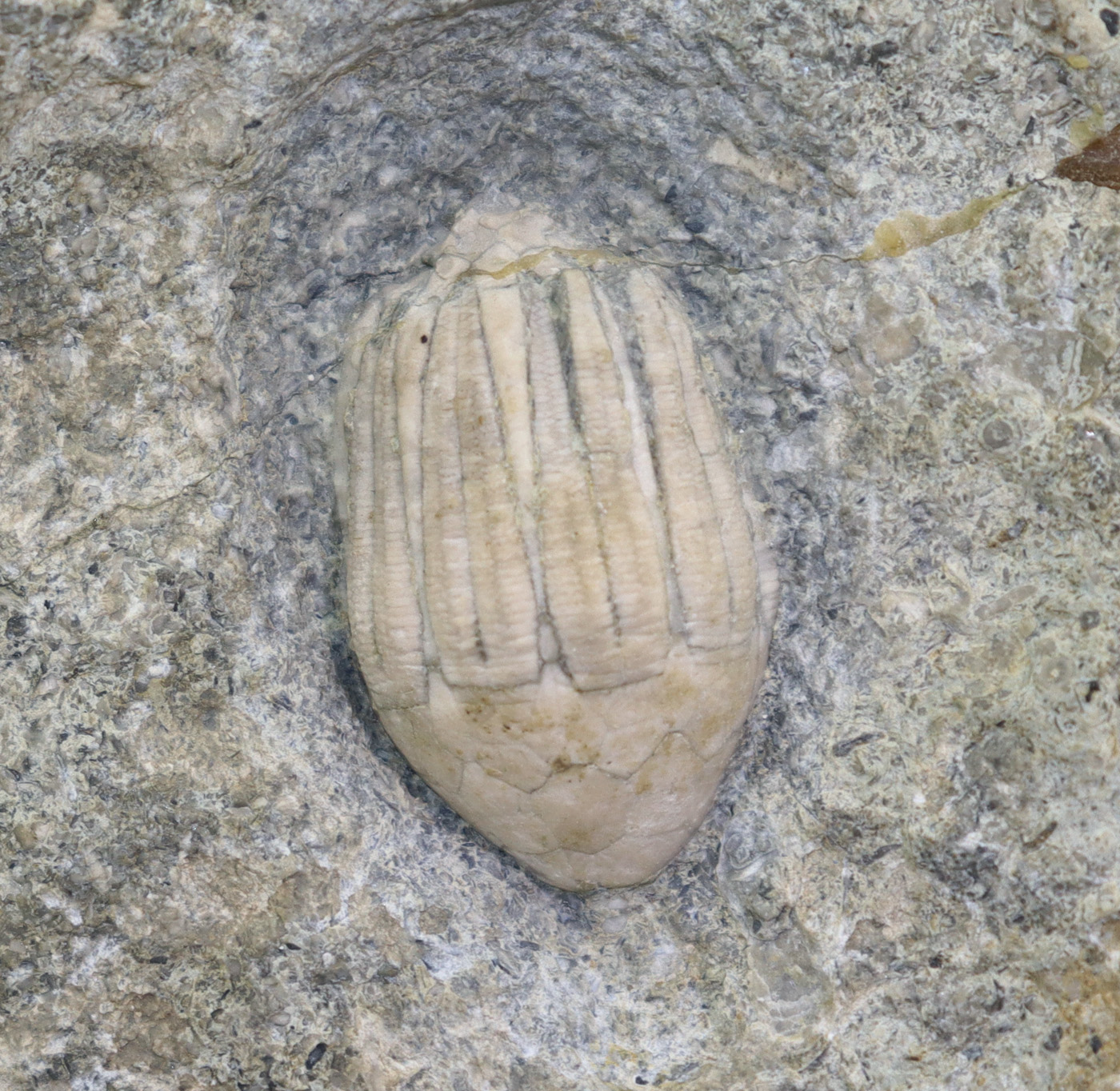 Eucalyptocrinites regularis (HISINGER) – Bild 3