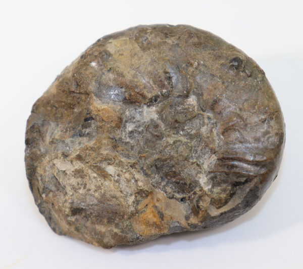 Tirolites rossicus (KAPARISOVA) – Bild 4