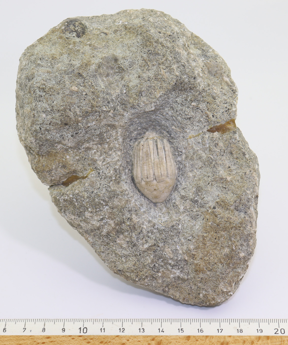 Eucalyptocrinites regularis (HISINGER) – Bild 5