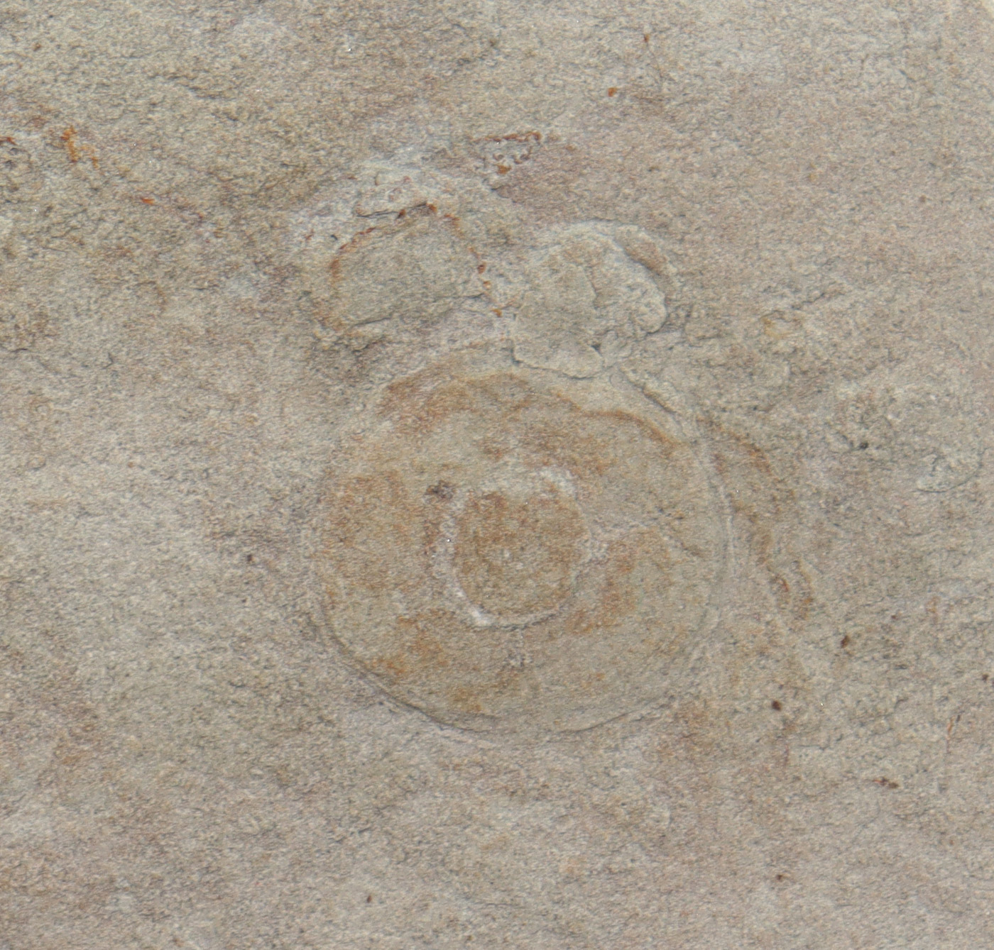 Cyclomedusa davidi (SPRIGG) – Bild 4