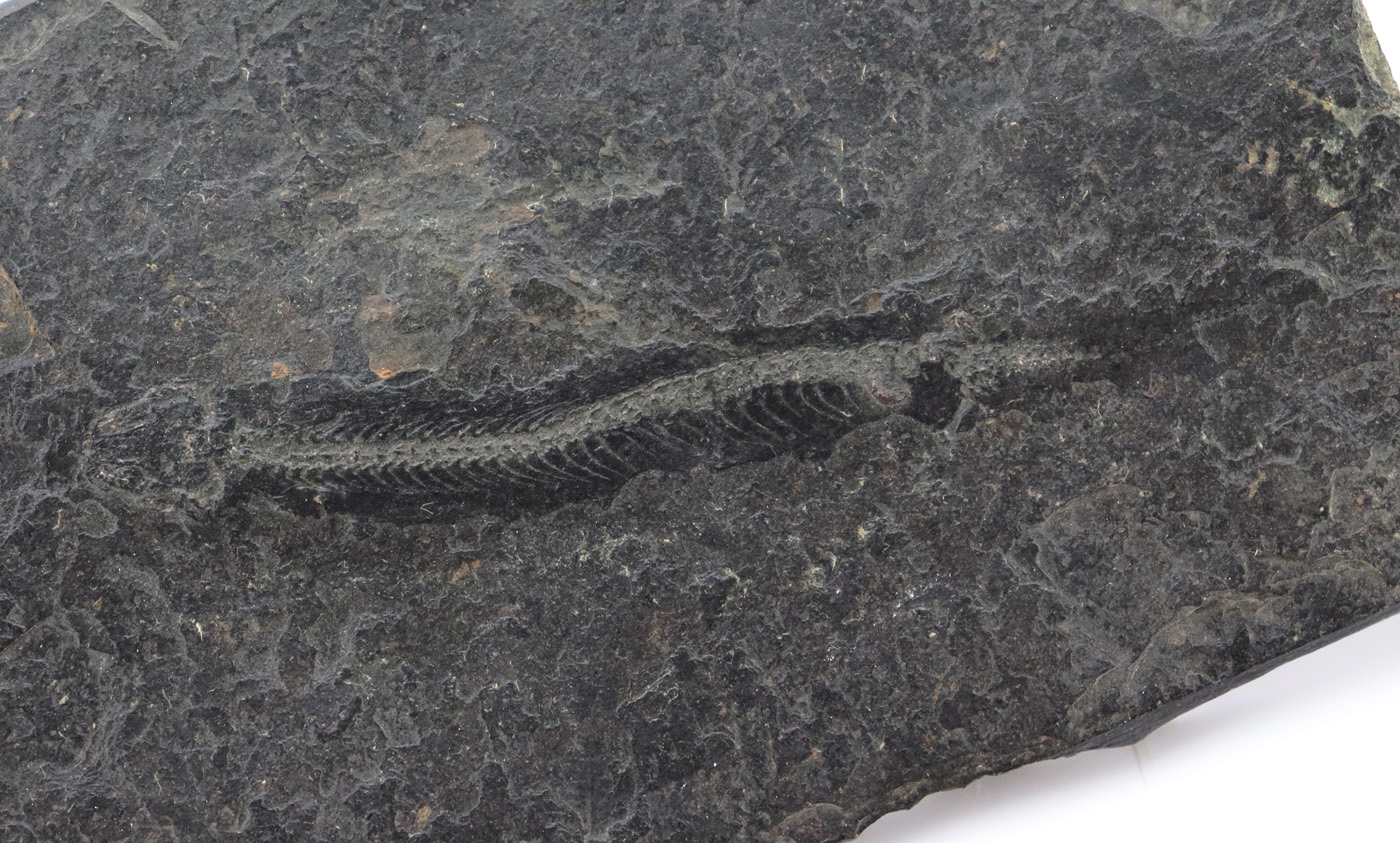 Scincosaurus crassus (FRIC) – Bild 5