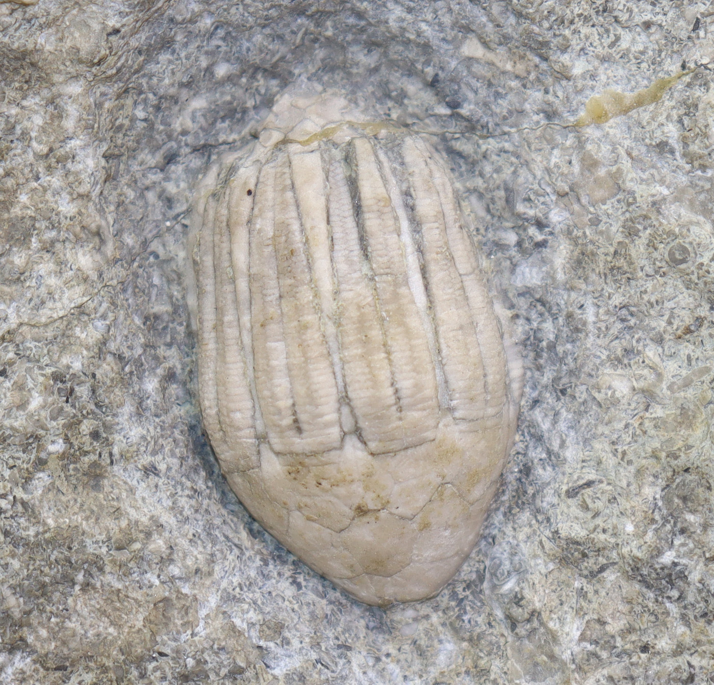 Eucalyptocrinites regularis (HISINGER)