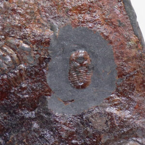 Cyclopyge bohemica (MAREK)