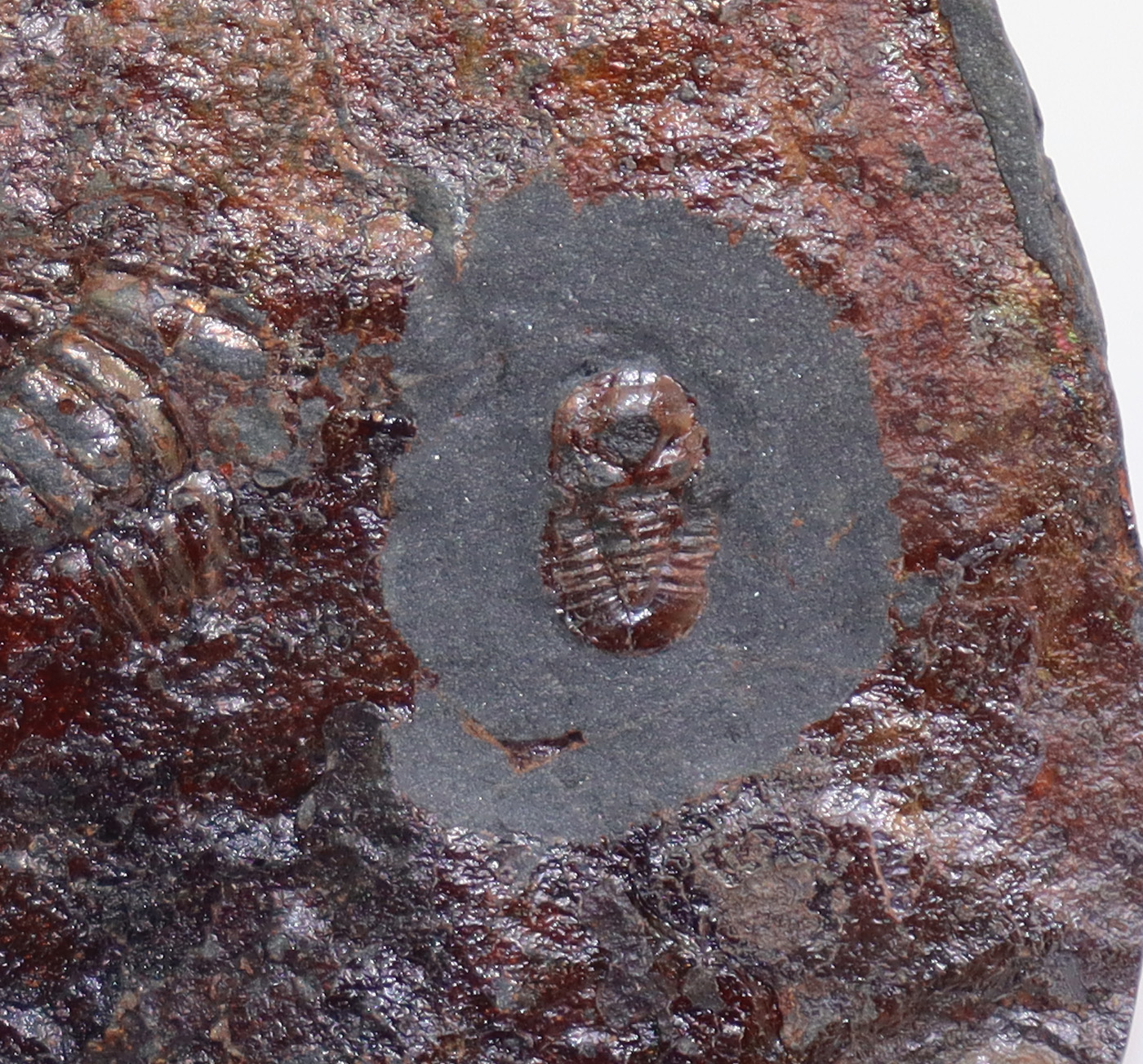 Cyclopyge bohemica (MAREK)
