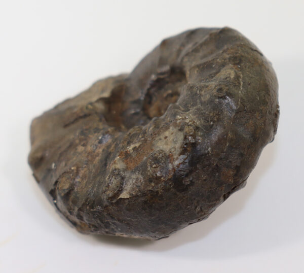 Tirolites rossicus (KAPARISOVA) – Bild 2