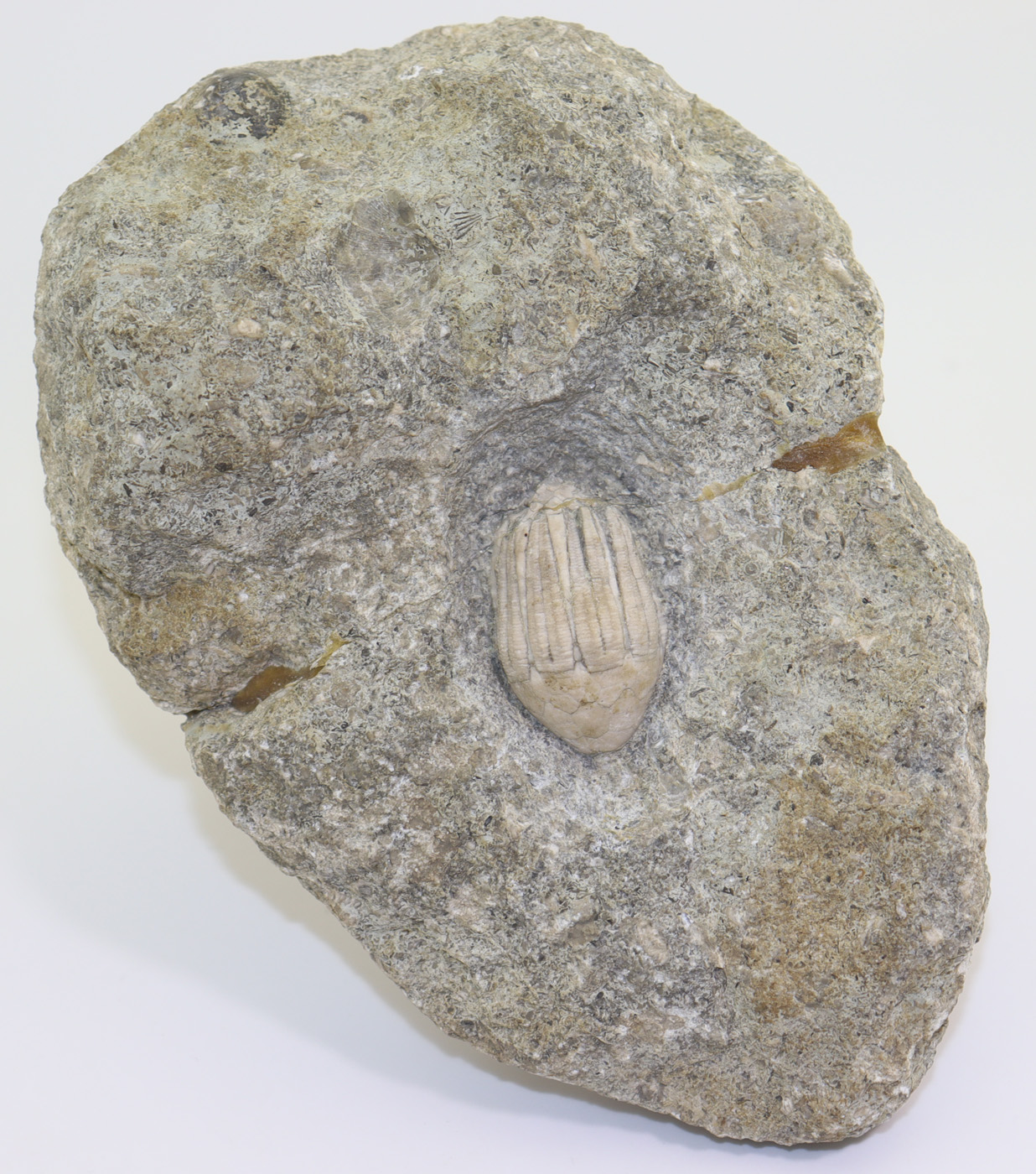 Eucalyptocrinites regularis (HISINGER) – Bild 2