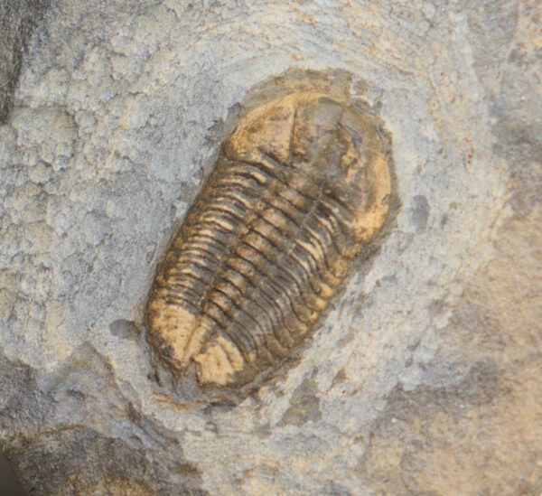 Ductina (Ductina) ductifrons (R. & E. RICHTER)