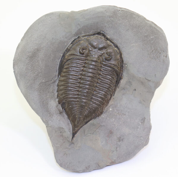 Dalmanites limulurus (GREEN) – Bild 2