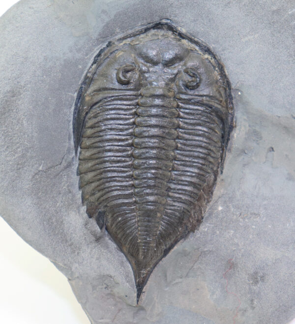 Dalmanites limulurus (GREEN) – Bild 3
