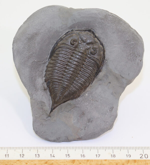 Dalmanites limulurus (GREEN) – Bild 4