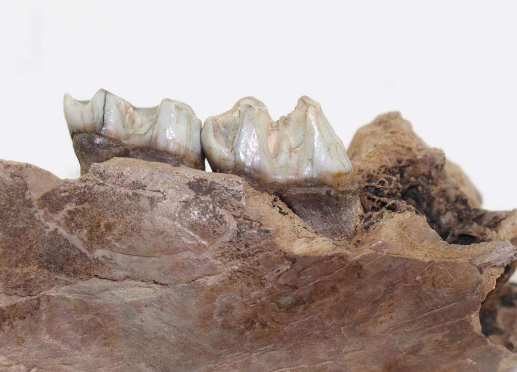 Macropus giganteus (SHAW) Fossilien Philipp Krüger