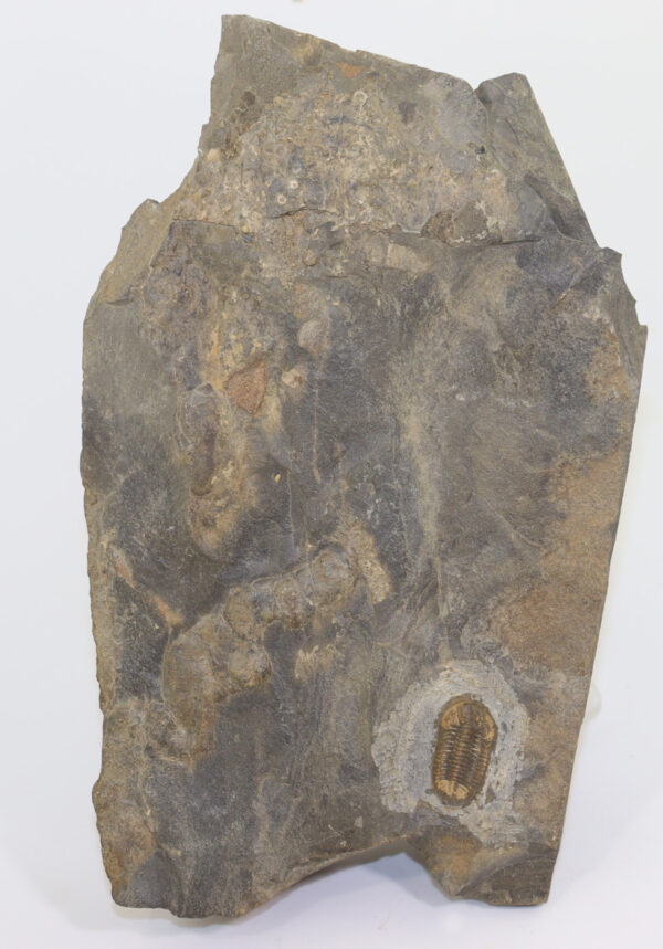 Ductina (Ductina) ductifrons (R. & E. RICHTER) – Bild 4