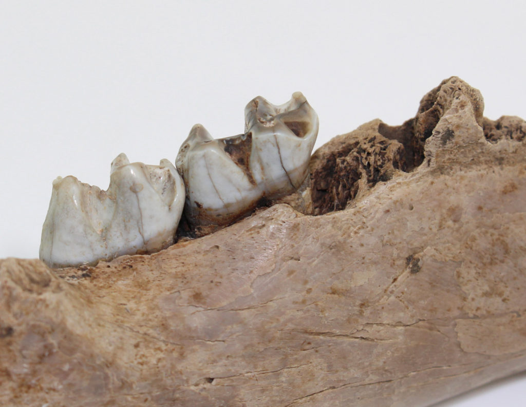 Macropus giganteus (SHAW) Fossilien Philipp Krüger