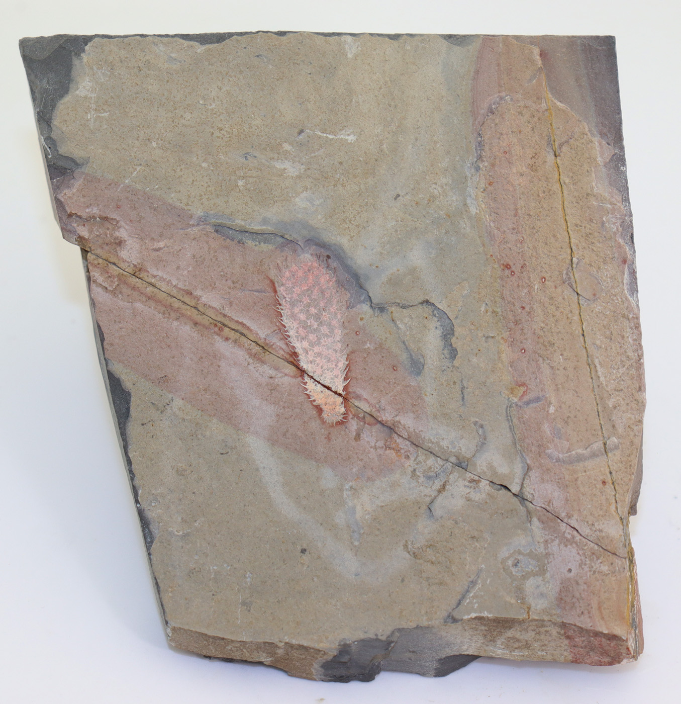 Chancelloria eros (WALCOTT) – Bild 7