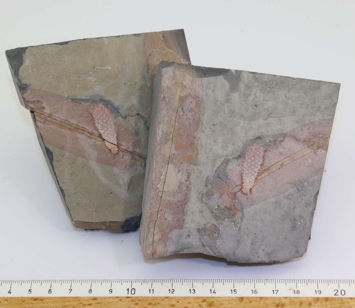 Chancelloria eros (WALCOTT) – Bild 8