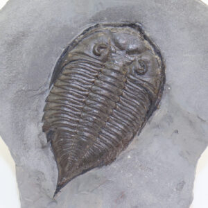 Dalmanites limulurus (GREEN)
