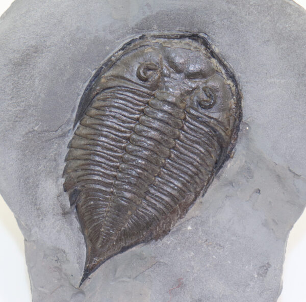 Dalmanites limulurus (GREEN)