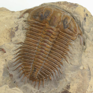 Damesella paroni (AIRAGHI)