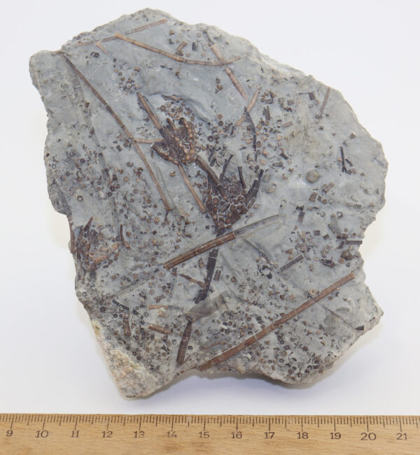 Gaurocrinus fimbriatus (BILLINGS) – Bild 4