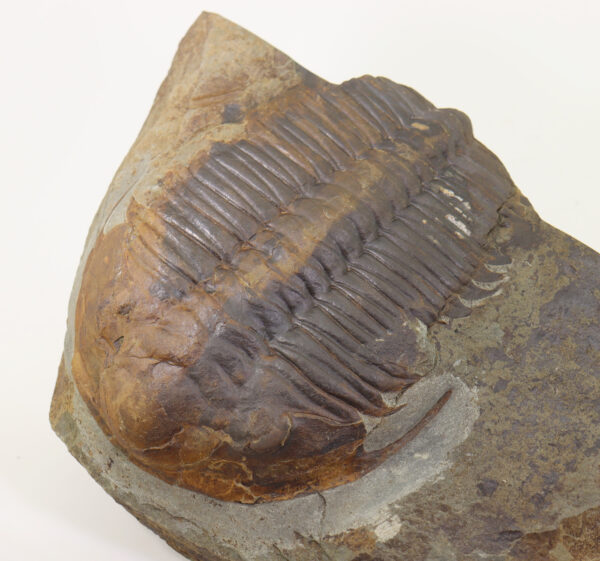Rejkocephalus rotundatus (BARRANDE)