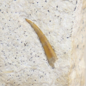 Rhamphorhynchus sp. (MEYER)