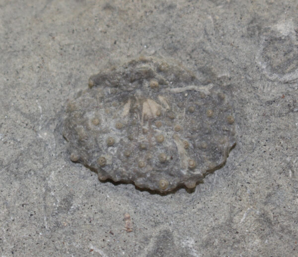 Lepidocidaris shumardiana (MEEK&WORTHEN)
