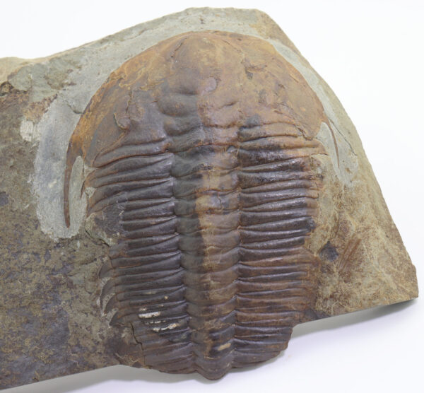 Rejkocephalus rotundatus (BARRANDE) – Bild 3