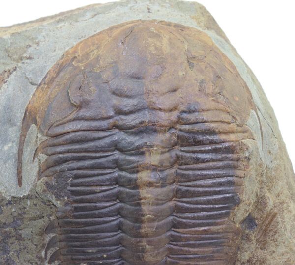 Rejkocephalus rotundatus (BARRANDE) – Bild 4