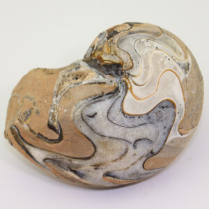 Clydonautilus glaber (KIESLINGER)