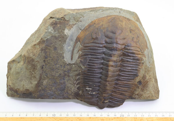 Rejkocephalus rotundatus (BARRANDE) – Bild 7