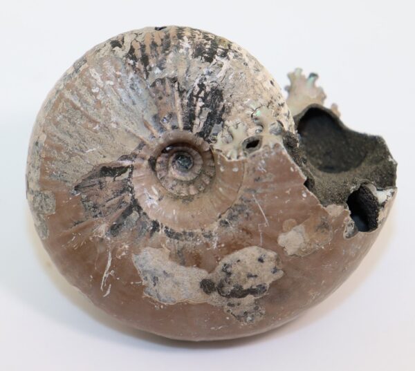 Rondiceras tcheffkini (d'ORBIGNY) – Bild 2