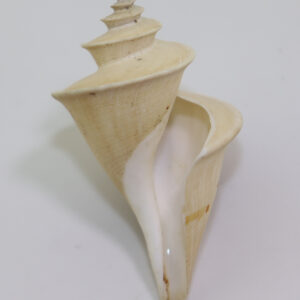 Thatcheria mirabilis (LAMARCK)