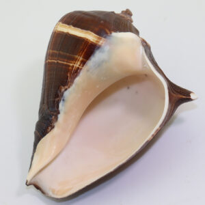 Volema patula (BRODERIP & SOWERBY)